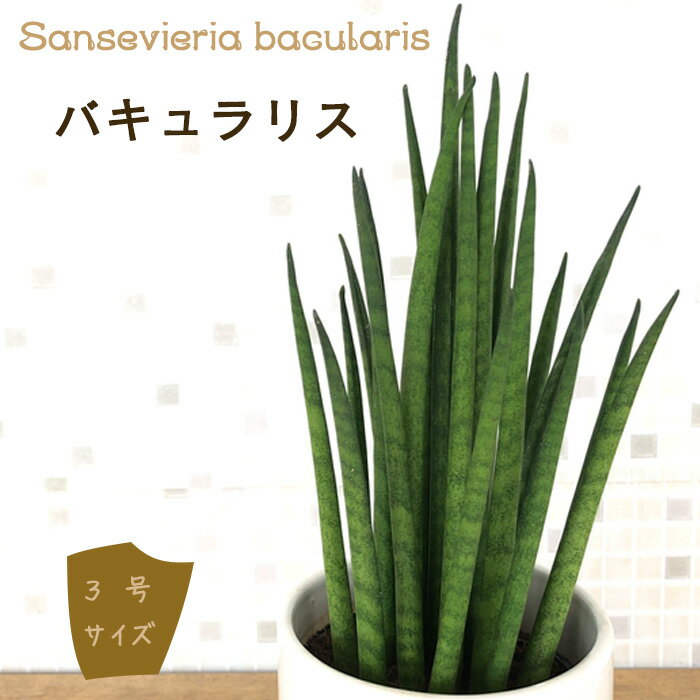 サンスベリア バキュラリス 3号鉢 観葉植物 サンセベリア インテリア おしゃれ