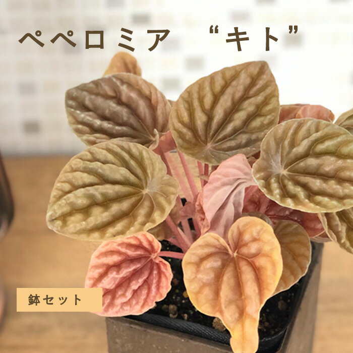 ペペロミア キト 3.5号鉢 観葉植物 多肉植物 インテリア おしゃれのサムネイル