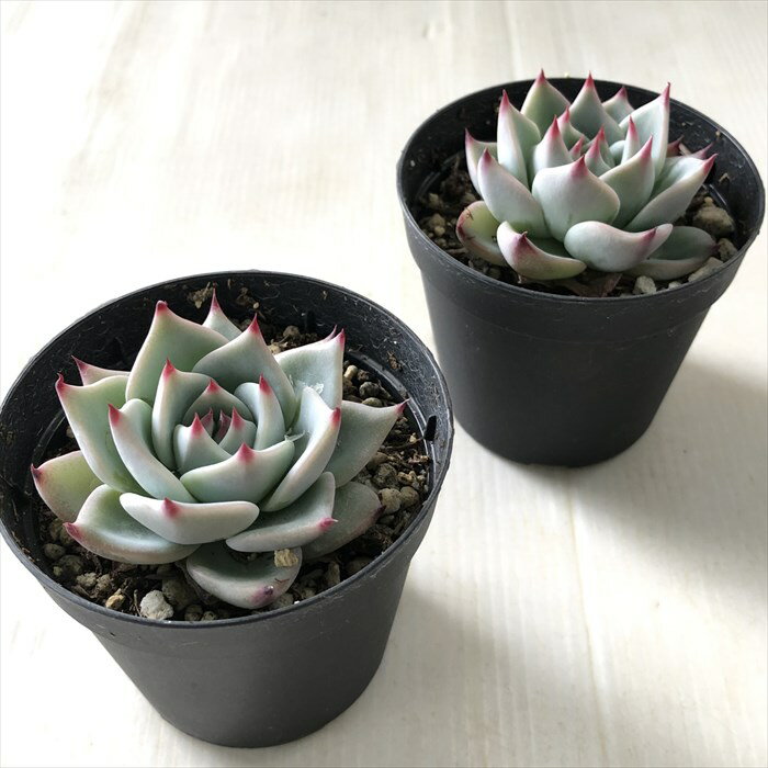 【楽天スーパーセール P5倍】 多肉植物 hmエケベリア チャーミング 多肉植物 エケベリア 6cmポット