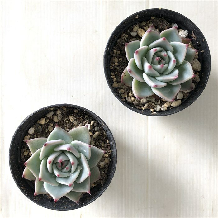 【楽天スーパーセール P5倍】 多肉植物 hmエケベリア チャーミング 多肉植物 エケベリア 6cmポット