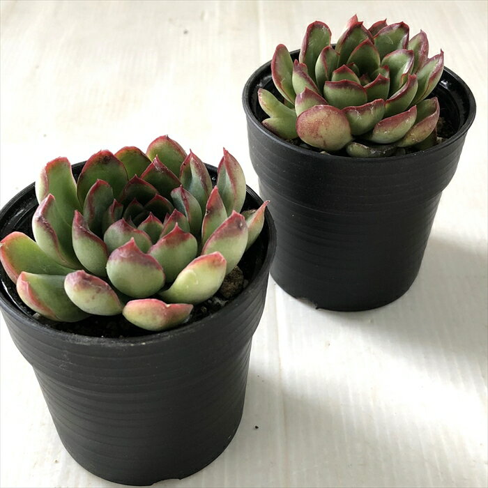 【楽天スーパーセール P5倍】 多肉植物 hmエケベリア ポルデンシス 多肉植物 エケベリア 6cmポット