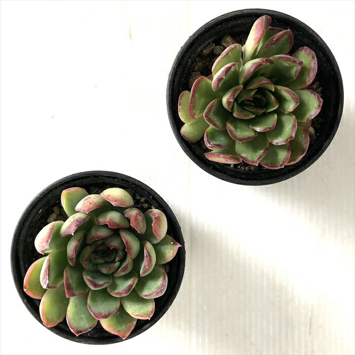 【楽天スーパーセール P5倍】 多肉植物 hmエケベリア ポルデンシス 多肉植物 エケベリア 6cmポット