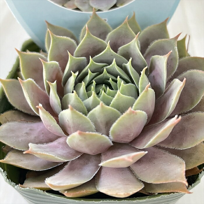 多肉植物 shセンペルビウム ベリーブルース 多肉植物 センペルビウム 7.5cmポットのサムネイル