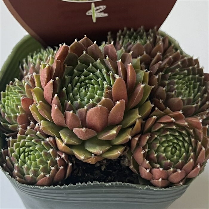 多肉植物 shセンペルビウム シナモンスターバースト 多肉植物 センペルビウム 7.5cmポットのサムネイル
