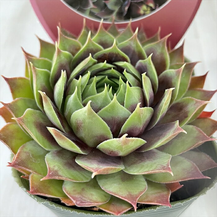 多肉植物 shセンペルビウム クランベリーカクテル 多肉植物 センペルビウム 7.5cmポットのサムネイル