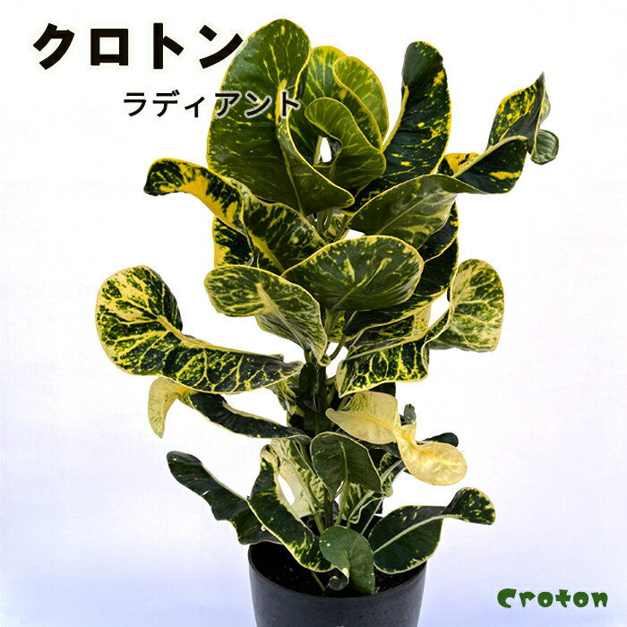 観葉植物 クロトン ラディアント 6号鉢 送料無料 観葉植物 室内 贈り物 プレゼント インテリア おしゃれ