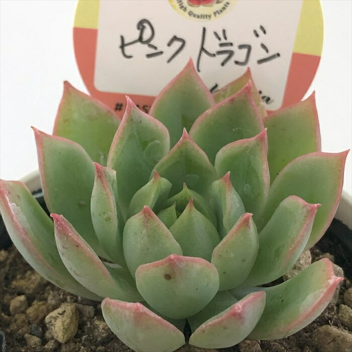 多肉植物 kswエケベリア ピンクドラゴン 柏屋商店さん苗 エケベリア 6cmポットのサムネイル