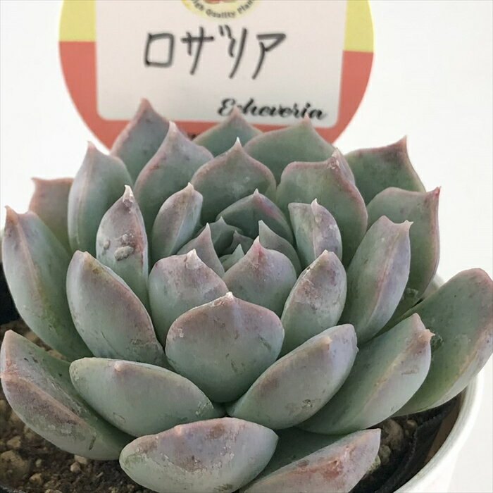 多肉植物 kswエケベリア ロザリア 柏屋商店さん苗 エケベリア 6cmポットのサムネイル