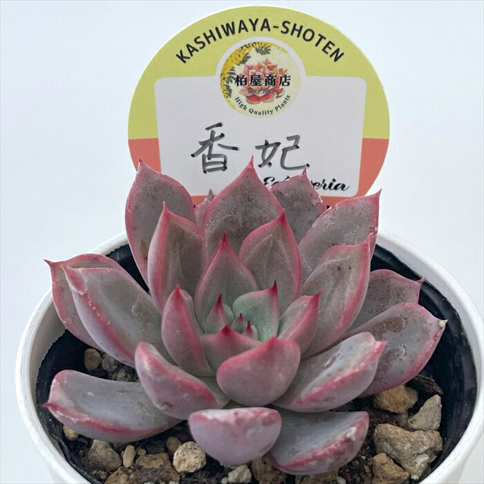 多肉植物 kswエケベリア 香妃 柏屋商店さん苗 エケベリア 6cmポットのサムネイル