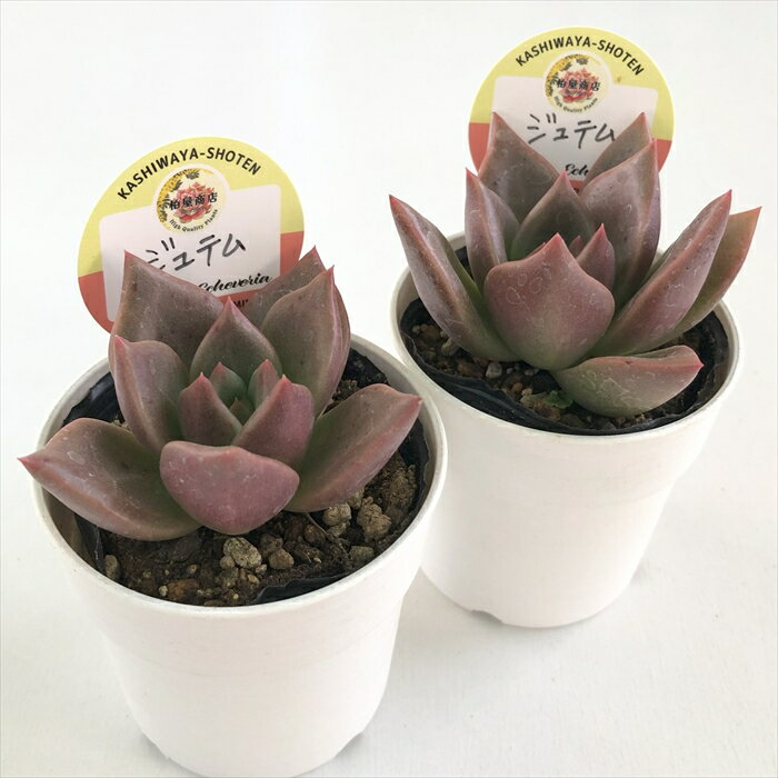 多肉植物 kswエケベリア ジュテム 柏屋商店さん苗 エケベリア 6cmポット