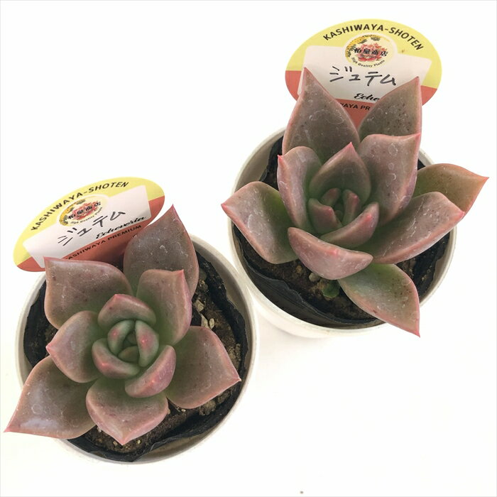 多肉植物 kswエケベリア ジュテム 柏屋商店さん苗 エケベリア 6cmポット