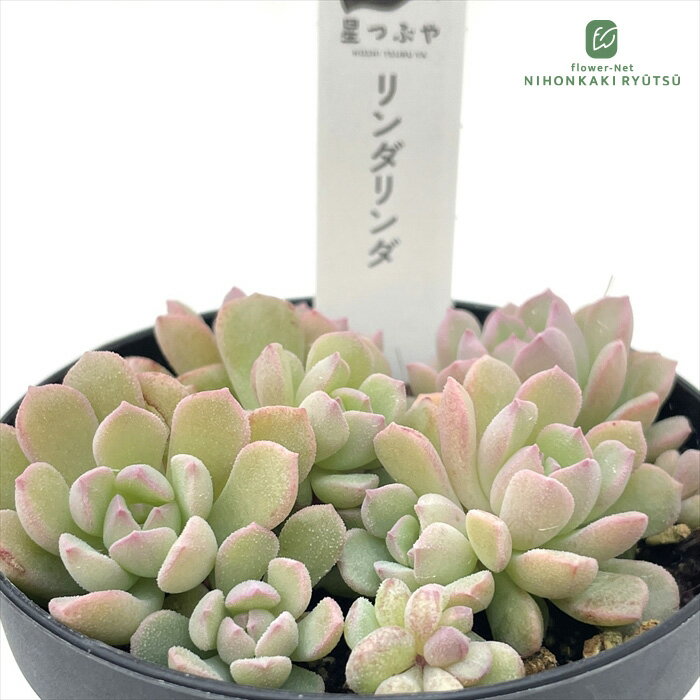 多肉植物 hstセダム リンダリンダ 多肉植物 星つぶやさん苗 セダム 7.5cmポットのサムネイル