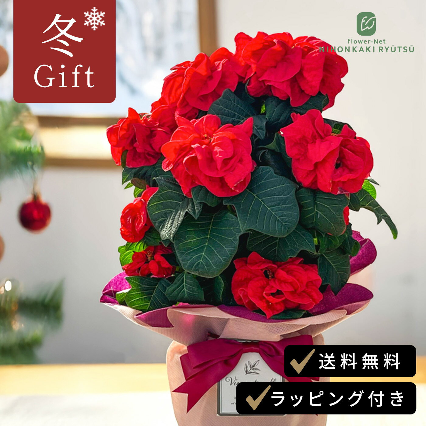 ポインセチア ウィンターローズ アーリーレッド 5号鉢 送料無料 ラッピング付き ユーフォルビア ポインセチア お歳暮 冬ギフト プレゼント 鉢植え 鉢花のサムネイル