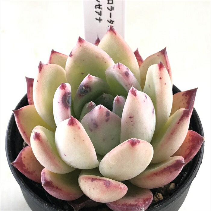 多肉植物 TYエケベリア コロラータ×リンゼアナ 多肉植物 TYさん苗 送料無料 エケベリア 6cmポットのサムネイル