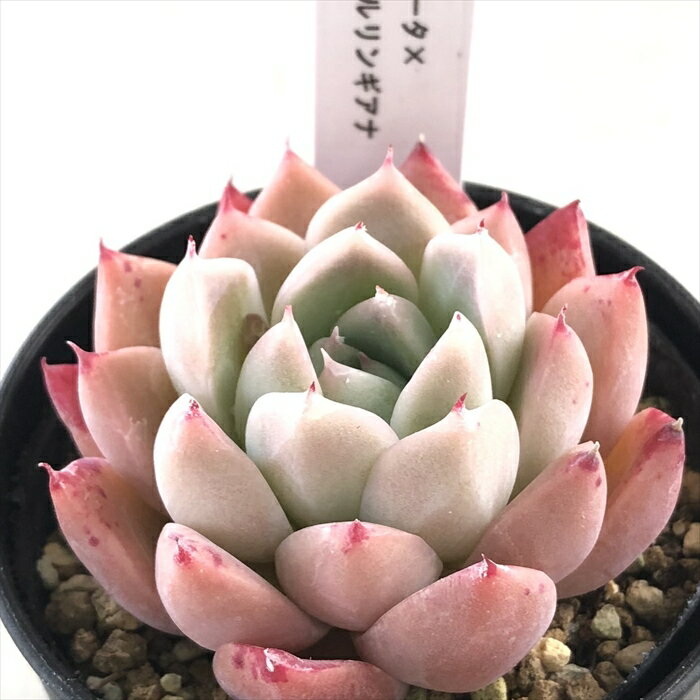 多肉植物 TYエケベリア コロラータ×ケッセルリンギアナ 多肉植物 TYさん苗 送料無料 エケベリア 6cmポット