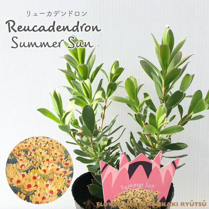 予約販売 リューカデンドロン サマーサン 13.5cmポット Summer Sun オージープランツ 苗木 花木 ygc 5月下旬以降発送のサムネイル