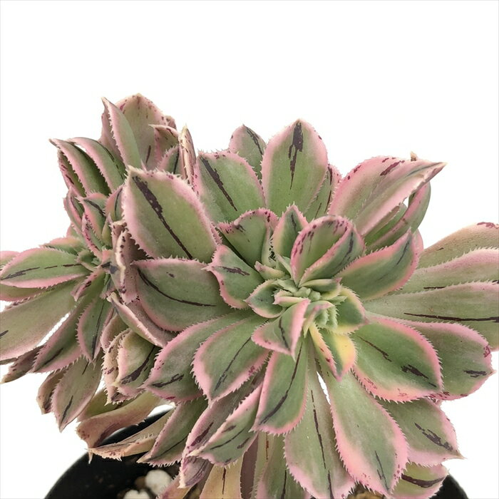 多肉植物 caアエオニウム サンシモン サンバースト綴化 多肉植物 アエオニウム 9cmポットのサムネイル