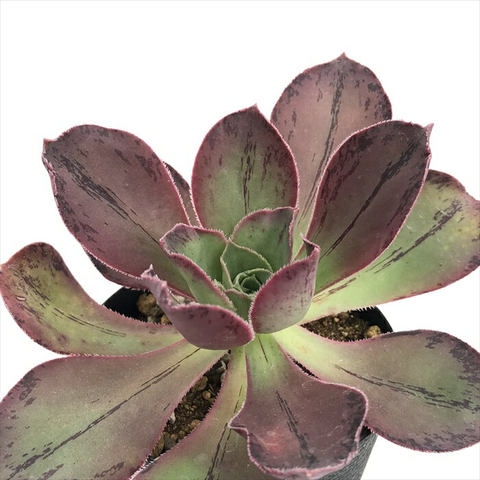 多肉植物 caアエオニウム サンシモン ロスコフ 多肉植物 アエオニウム 7.5cmポットのサムネイル