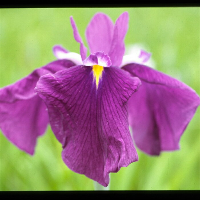 予約販売 ハナショウブ 揚羽 花菖蒲 9cmポット はなしょうぶ 宿根草 落葉 古典園芸 水辺 ビオトープ ihs 9月中旬以降発送