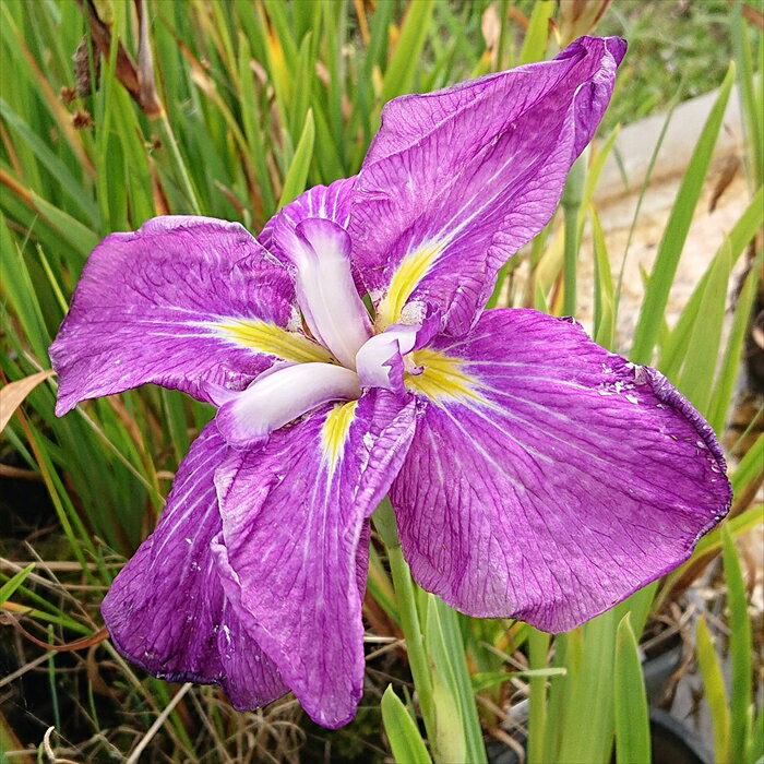 予約販売 ハナショウブ 三河武士 花菖蒲 9cmポット はなしょうぶ 宿根草 落葉 古典園芸 水辺 ビオトープ ihs 9月中旬以降発送