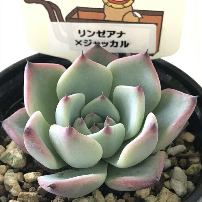 多肉植物 plkエケベリア リンゼアナ×ジャッカル 多肉植物 パルクさん苗 送料無料 エケベリア 6cmポット