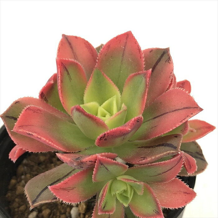 多肉植物 hmアエオニウム 夕映え 多肉植物 アエオニウム 6cmポットのサムネイル