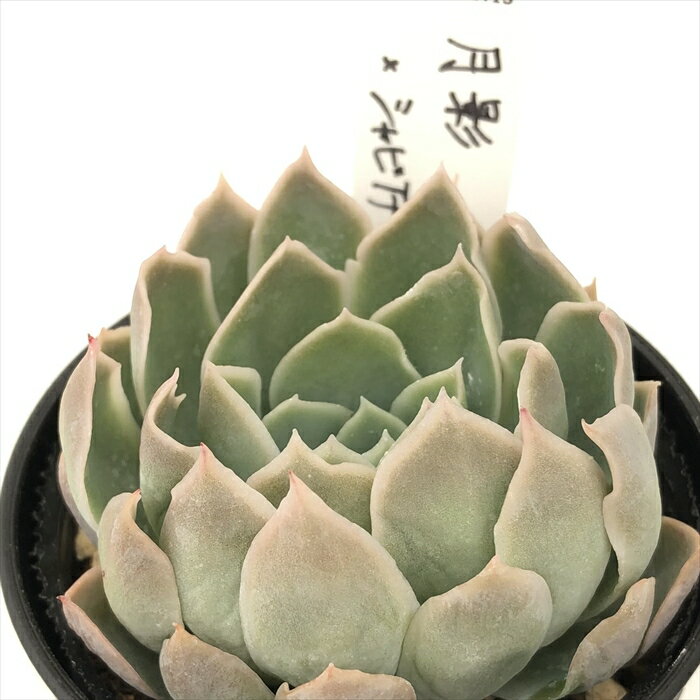 多肉植物 O’sエケベリア 月影×シャビアナペレグリナ 多肉植物 O’s PLANTS オーズプランツさん苗 送料無料 エケベリア 6cmポットのサムネイル
