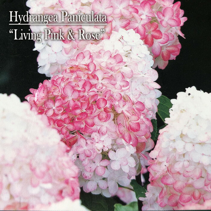 予約販売 アジサイ パニキュラータ ノリウツギ リビング ピンクアンドローズ 10.5cmポット ノリウツギ 鉢花 あじさい 紫陽花 登録品種 tni 10月下旬以降発送のサムネイル