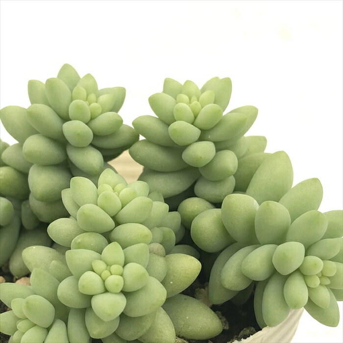 多肉植物 sbセダム 新玉つづり 多肉植物 セダム 7.5cmポットのサムネイル
