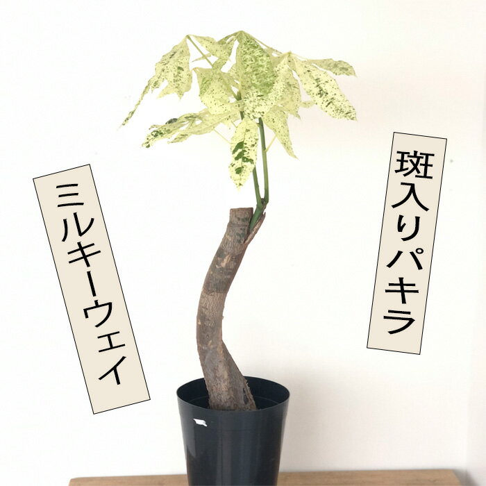 超希少な斑入り実生パキラを買ってもらった♪ | 満花今日 超希少な斑入り実生パキラを買ってもらった♪ | 満花今日