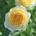 予約販売 バラ苗 バラ大苗 デルバール コートドール 品種登録出願中 四季咲き 薔薇 ばら 送料無料 黄色 hao 12月中旬以降発送