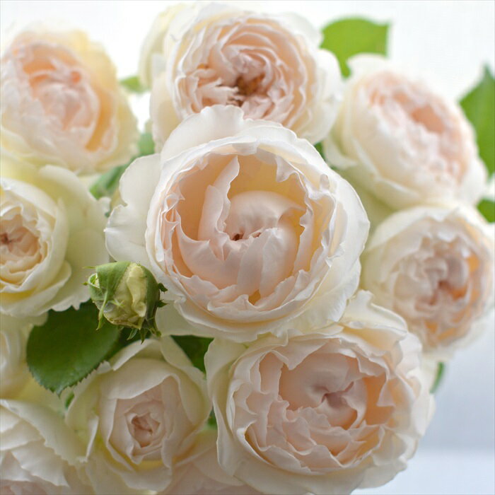 予約販売 バラ苗 バラ大苗 河本バラ園 ミエル ドゥ フォレ 品種登録出願中 繰り返し咲き クリームホワイト バラ 薔薇 ばら hao 12月上旬以降発送のサムネイル