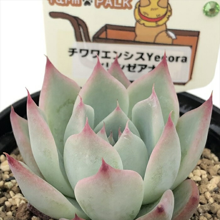 多肉植物 plkエケベリア チワワエンシスyecora×リンゼアナ 多肉植物 パルクさん苗 送料無料 エケベリア 6cmポットのサムネイル