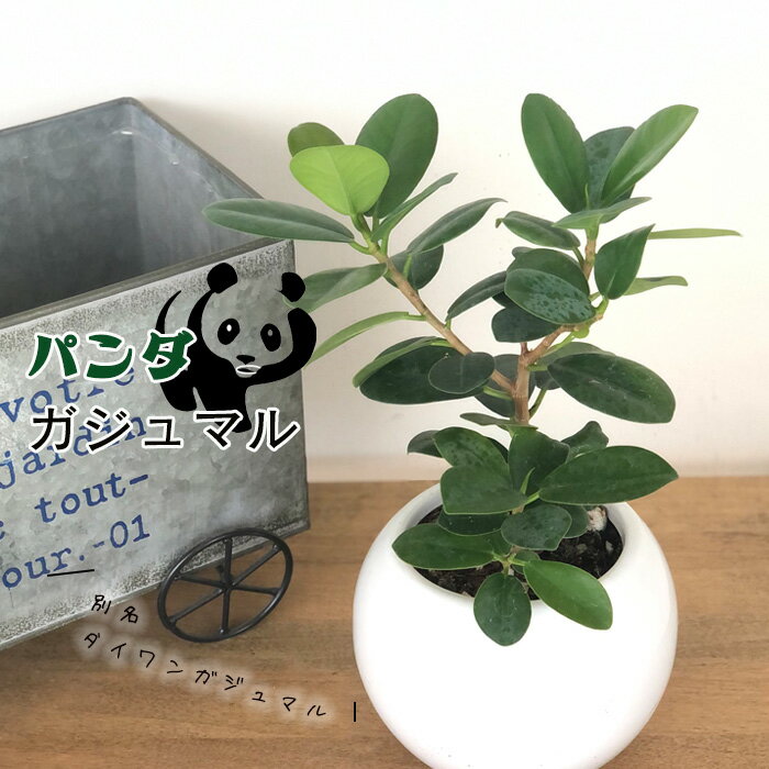 パンダガジュマル タイワンガジュマル 5号鉢 陶器鉢 丸鉢 送料 パンダガジュマル タイワンガジュマル 5号鉢 陶器鉢 丸鉢 送料