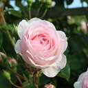予約販売 バラ苗 バラ大苗 コルデス シンデレラ 登録品種 薔薇 ばら 送料無料 京成バラ園 大苗 ピンク kso 2月中旬以降発送(4)