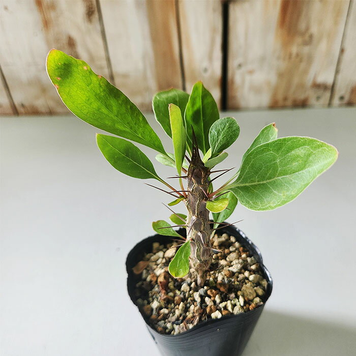 多肉植物 caフォークイエリア ディグエッティ 多肉植物 コ