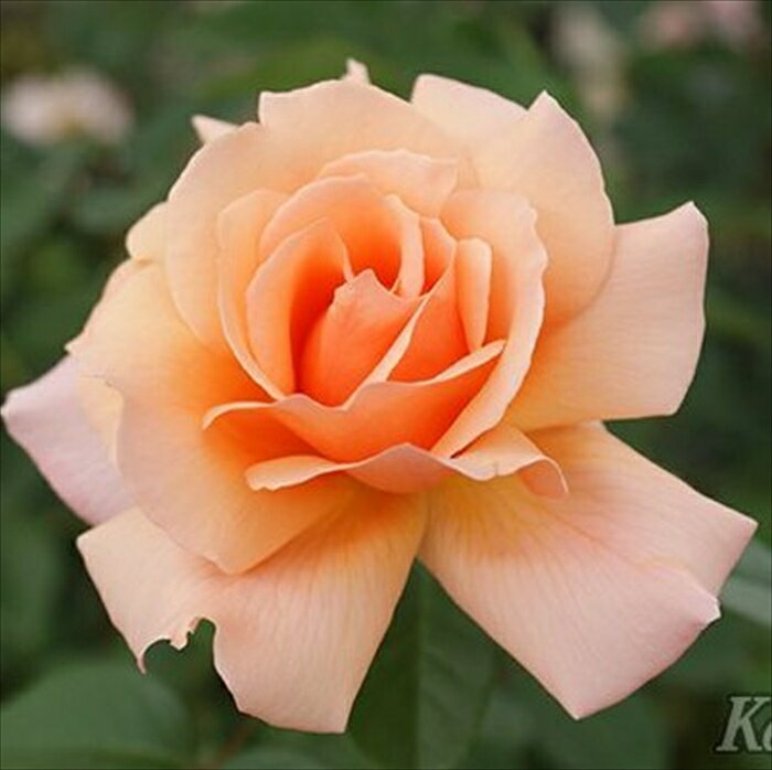 予約販売 バラ苗 バラ大苗 メイアン アプリコット キャンディ 登録品種 薔薇 ばら 送料無料 京成バラ園..