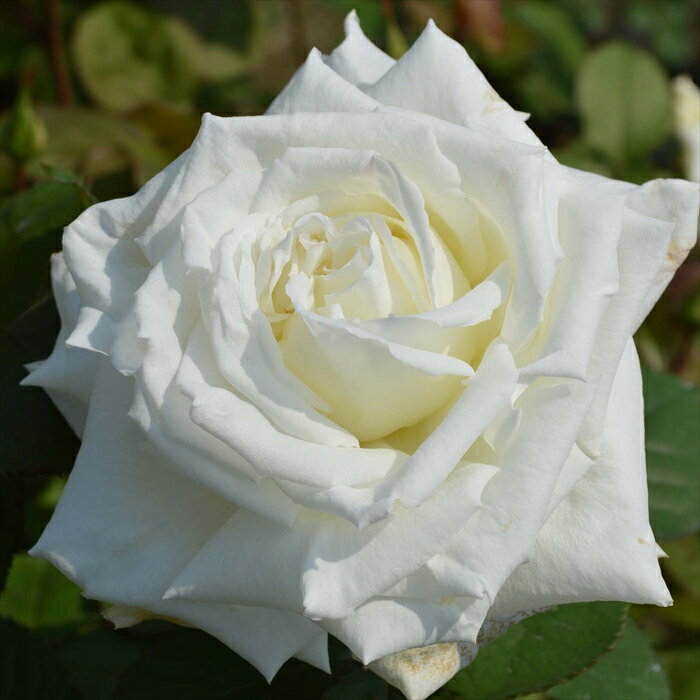 予約販売 バラ苗 バラ大苗 J&P ヨハネ パウロ 2世 登録品種 薔薇 ばら 送料無料 京成バラ園 大苗 白 ks..