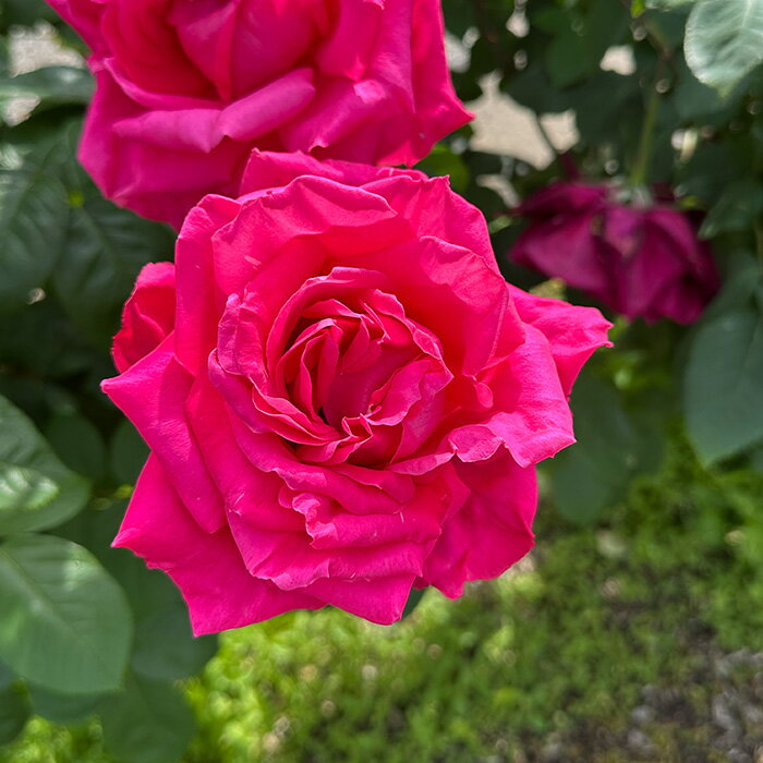 予約販売 バラ苗 バラ大苗 大輪 マリアカラス 四季咲き 薔薇 ばら ピンク マリア・カラス troe 12月中旬以降発送