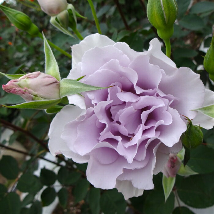 予約販売 バラ苗 バラ大苗 中輪 ブルーインパルス 四季咲き 薔薇 ばら 紫 troe 12...