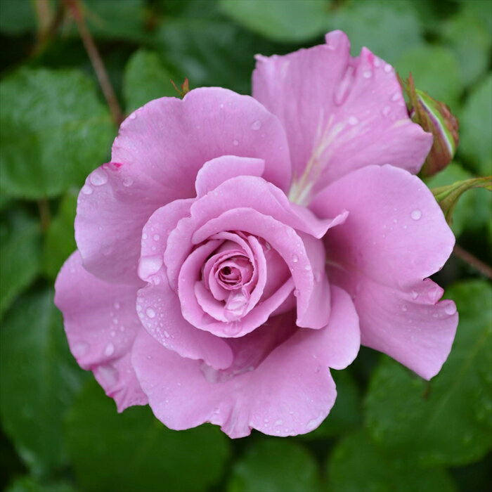 予約販売 バラ苗 バラ大苗 メイアン フェルゼン伯爵 登録品種 薔薇 ばら 送料無料 京成バラ園 大苗 紫 kso 12月上旬以降発送のサムネイル