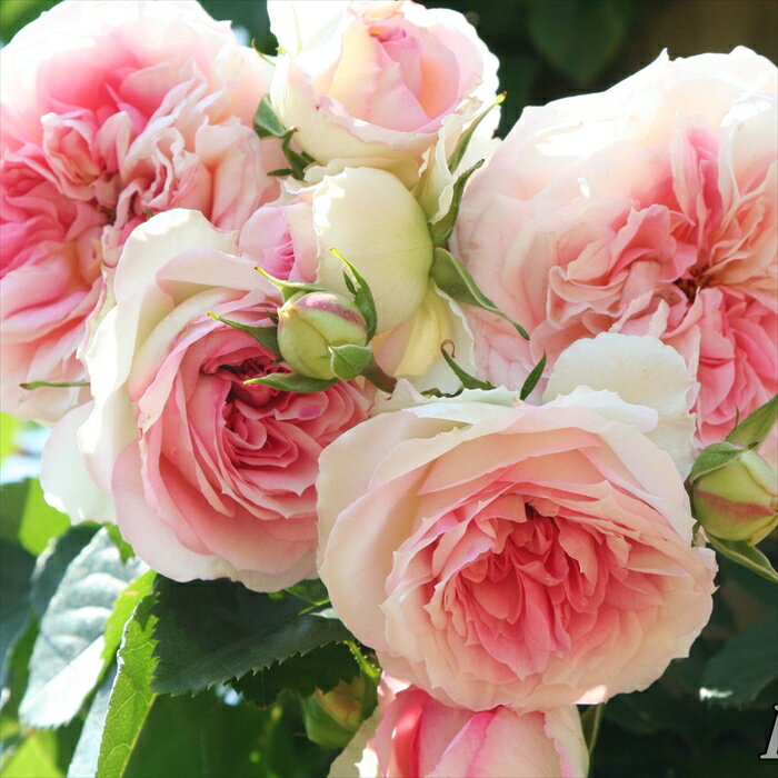 予約販売 バラ苗 バラ大苗 メイアン アミ ロマンティカ 登録品種 薔薇 ばら 送料無料 京成バラ園 大苗 ..