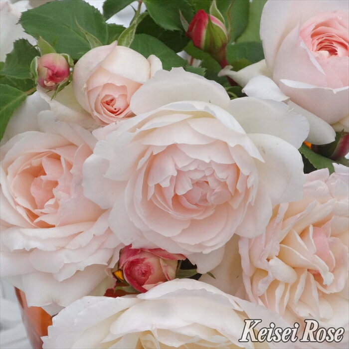 予約販売 バラ苗 バラ大苗 タンタウ ステファニー グッテンベルク 登録品種 薔薇 ばら 送料無料 京成バラ園 大苗 ピンク kso 12月上旬以降発送