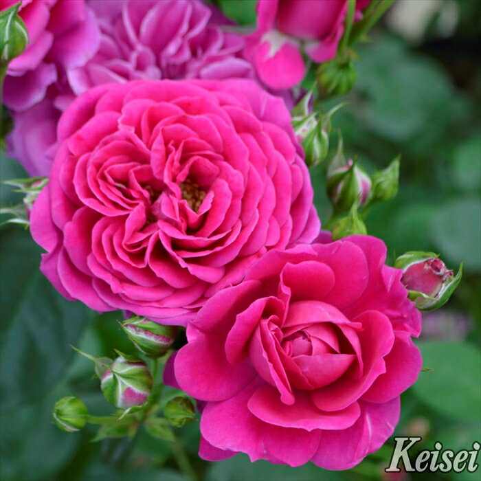 予約販売 バラ苗 バラ大苗 タンタウ スピネル 品種登録出願中 薔薇 ばら 送料無料 京成バラ園 大苗 ピンク kso 2月中旬以降発送