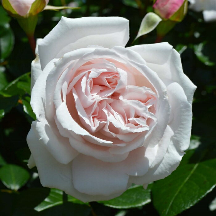 予約販売 バラ苗 バラ大苗 コルデス コンスタンツェ モーツァルト 登録品種 薔薇 ばら 送料無料 京成バラ園 大苗 ピンク kso 12月上旬以降発送のサムネイル