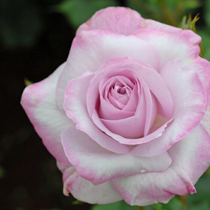 予約販売 バラ苗 バラ大苗 メイアン ライラック ビューティ 登録品種 薔薇 ばら 送料無料 京成バラ園 ..