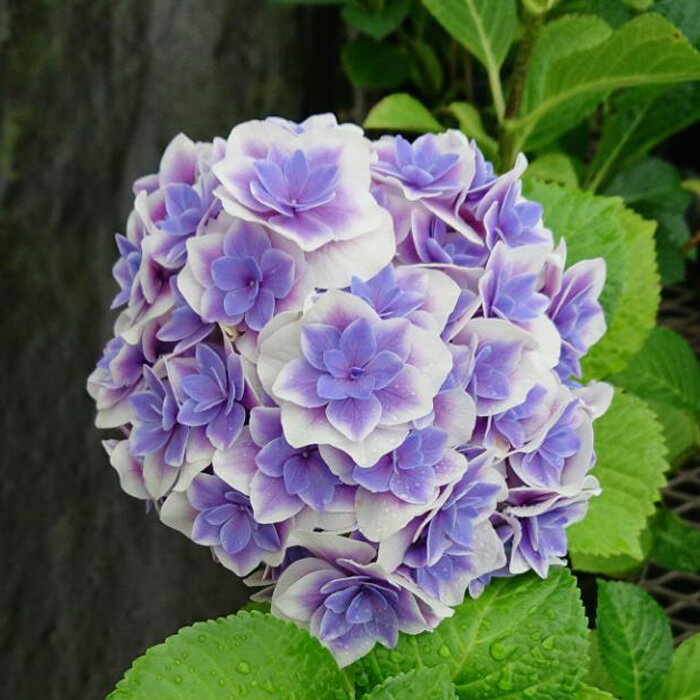 予約販売 アジサイ 麟鳳亀竜 9cmポット 苗 花苗 あじさい 紫陽花 登録品種 gke 10月下旬以降発送のサムネイル