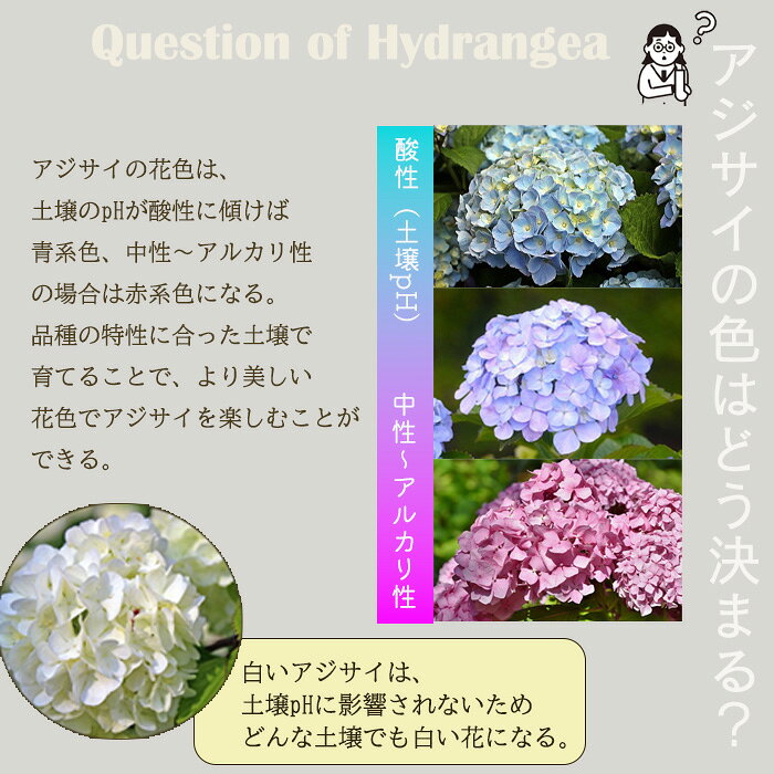 予約販売 アジサイ ラヴストーリー 9cmポット 登録品種 ハイドランジア 苗 花苗 苗...