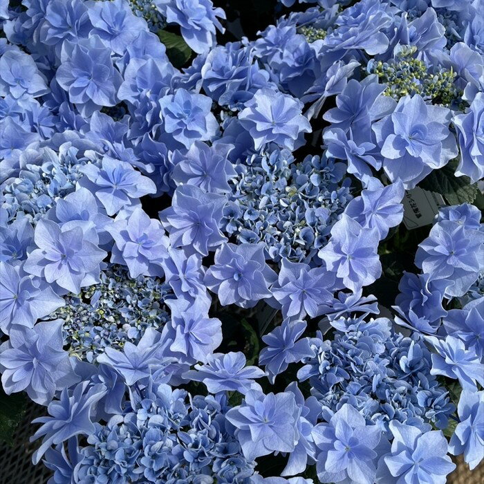 予約販売 アジサイ 風神 9cmポット 苗 花苗 苗木 あじさい 紫陽花 登録品種 gke 10月下旬以降発送のサムネイル