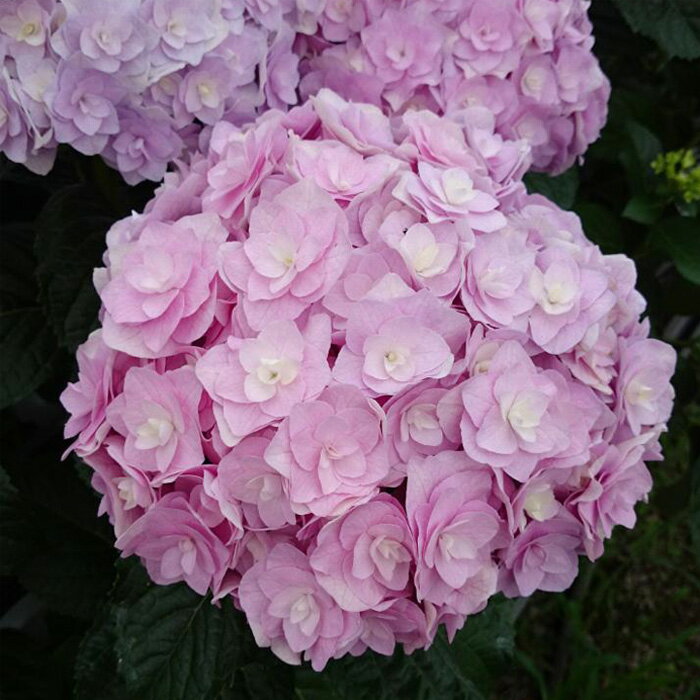 予約販売 アジサイ 宝山 9cmポット 苗 花苗 苗木 あじさい 紫陽花 登録品種 gke 10月下旬以降発送のサムネイル